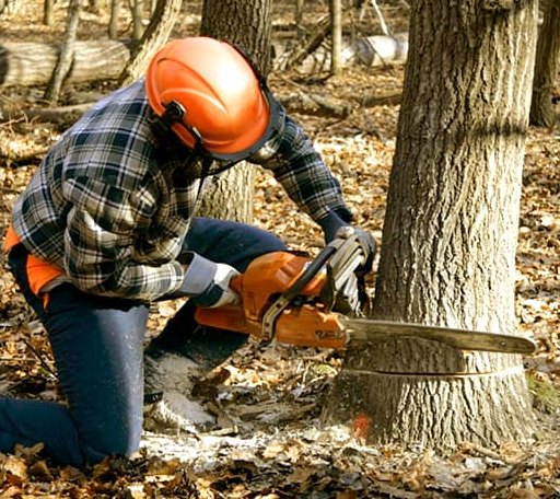 Tree Removal in Pittsboro, MS